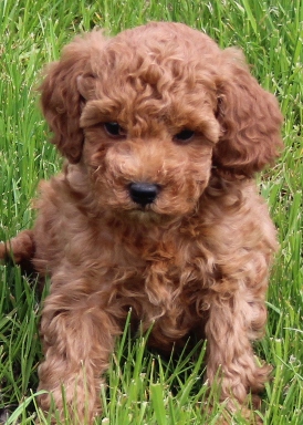 teddy bear mini poodle